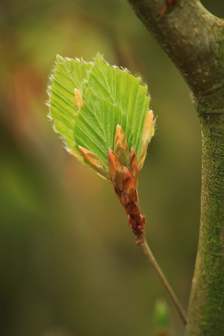 beech, beech leaf, beech leaves, nature, tree, plant, branch HD wallpaper