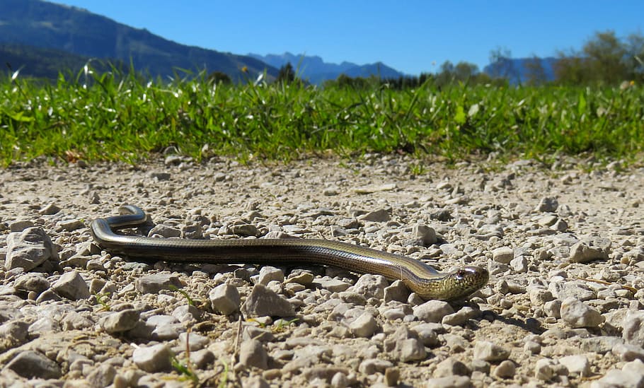 Snake, Copper, Crawl, Close, Brown, copper snake, scale, one animal HD wallpaper