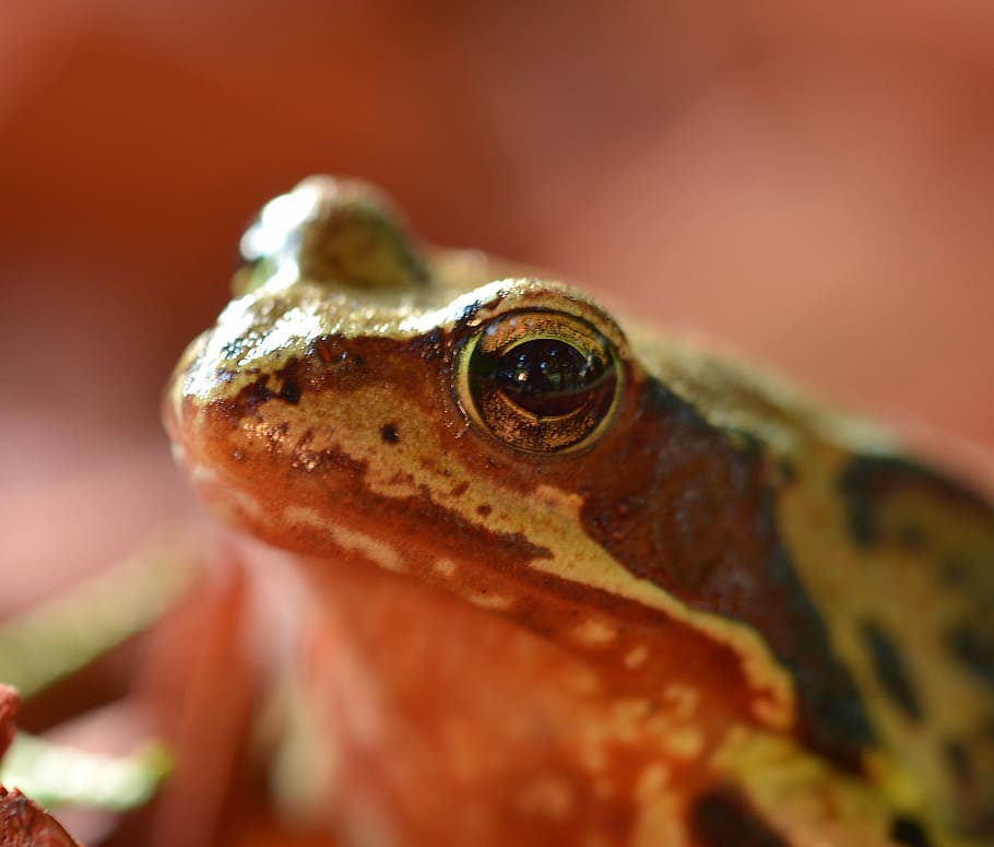 Frog, Toad, Amphibians, Animals, Close, nature, pond, tree frog HD wallpaper