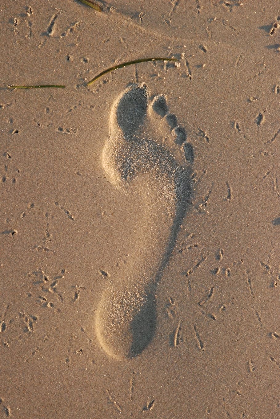 HD footsteps on the sand wallpapers | Peakpx