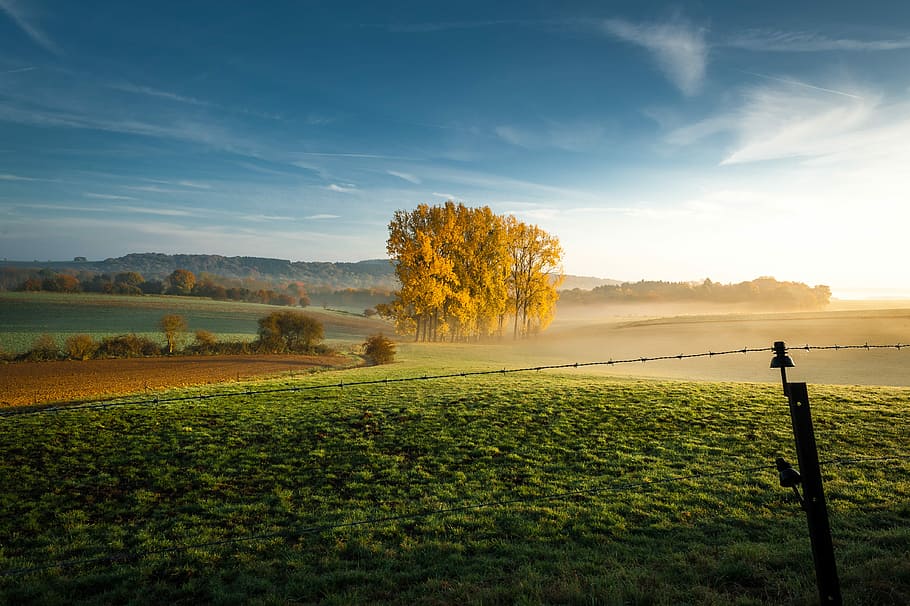 brown trees under cloudy sky, yellow leaf trees in the middle on green grass field under white and blue clouds at daytime HD wallpaper