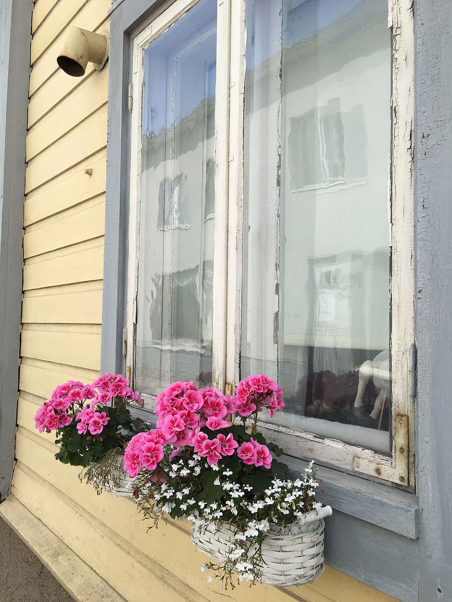 plants on window front, flowers, home, white, house, decoration HD wallpaper