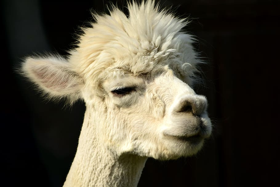 Alpaca, Head, Animal, Fluffy, Furry, animal portrait, wildlife photography