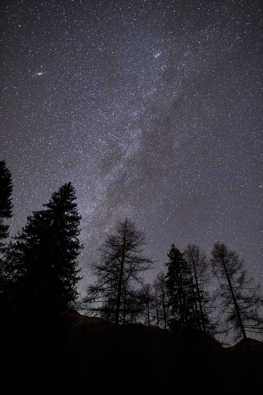 silhouette of trees during nighttime, grayscale photo of trees under starry sky HD wallpaper