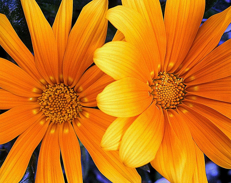 Orange, Yellow, Flower, petal, orange color, plant, flower head HD wallpaper
