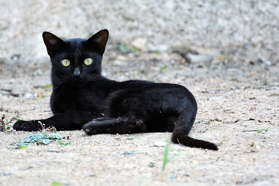 cat, alone, sitting, black cat, black color, mammal, one animal HD wallpaper