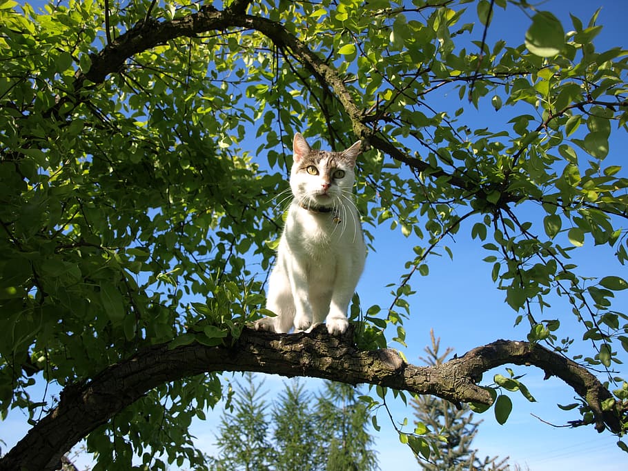 cat, tree, nature, green, branch, spring, animal themes, low angle view HD wallpaper