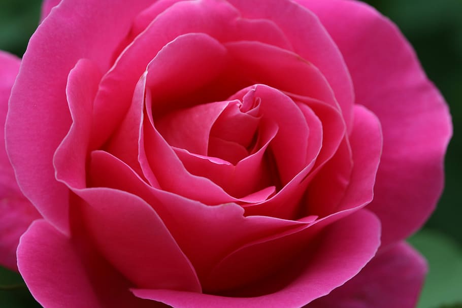 macro shot photography of pink rose, flowers, spring, nature HD wallpaper