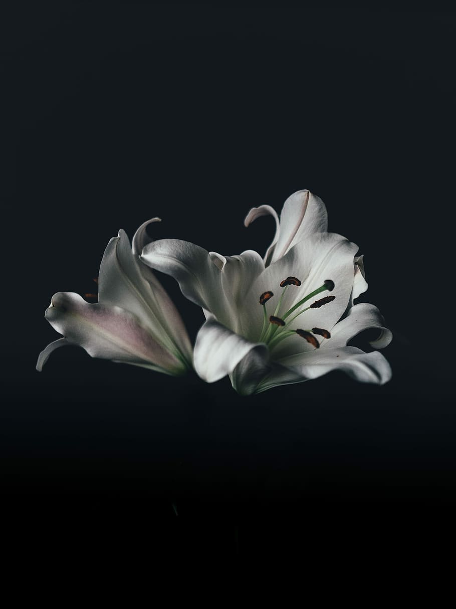 Hd Wallpaper Silver Flower