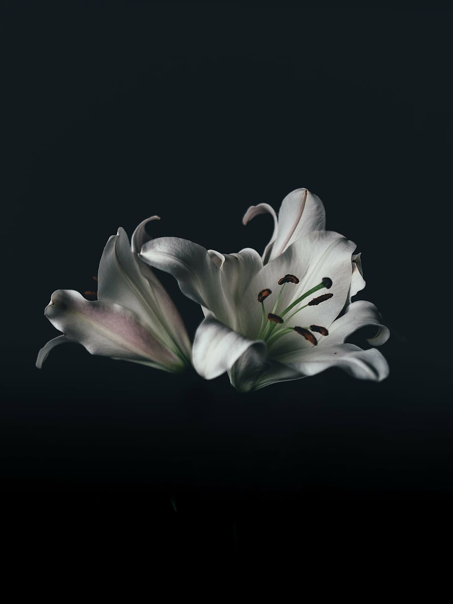 selective focus photography of white regal lily flower, nature