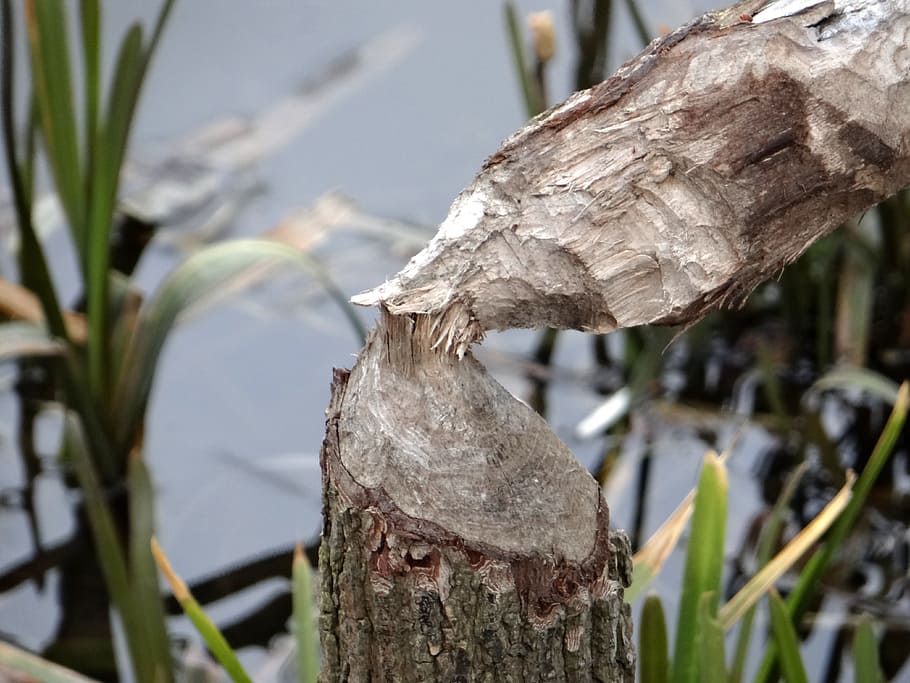 beavers work, tree, occlusion, tama, nature, water, poland HD wallpaper