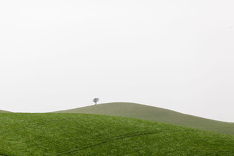 photography of green grass during daytime, leafed tree on mountain HD wallpaper