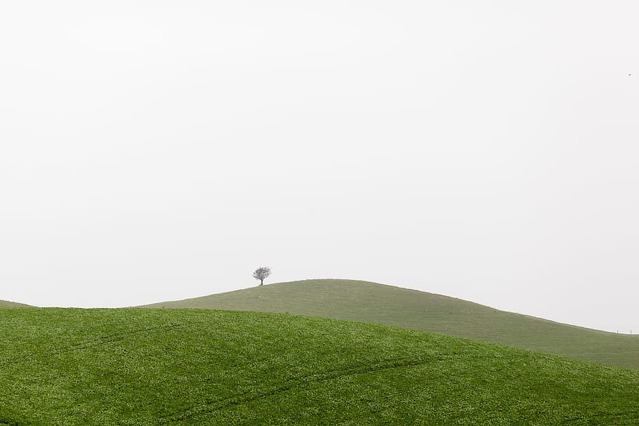 photography of green grass during daytime, leafed tree on mountain HD wallpaper