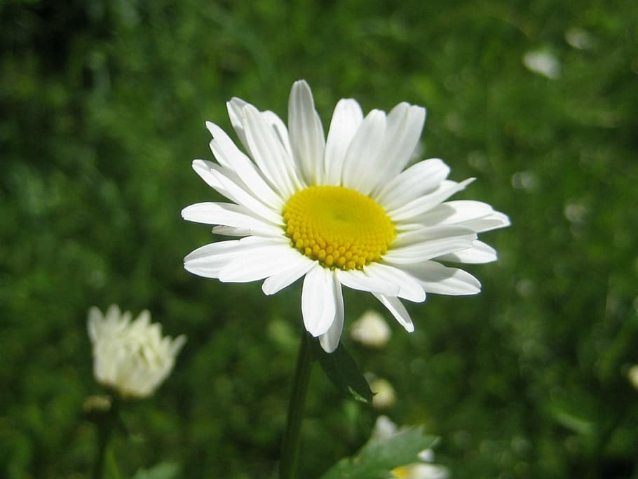 flower, nature, white, daisy, summer, plant, meadow, chamomile Plant HD wallpaper
