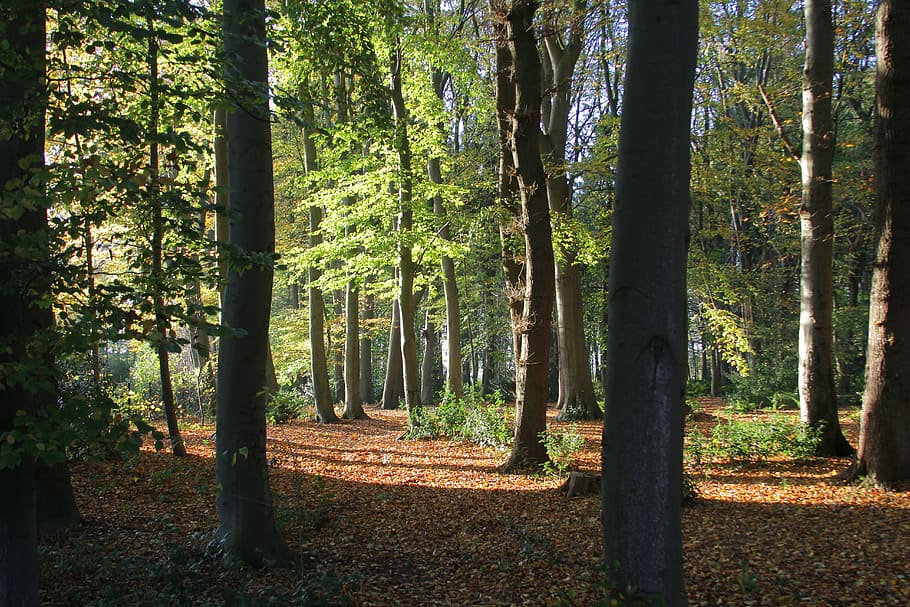 forest, book, trees, autumn, sunlight, landscape, nature, fresh HD wallpaper