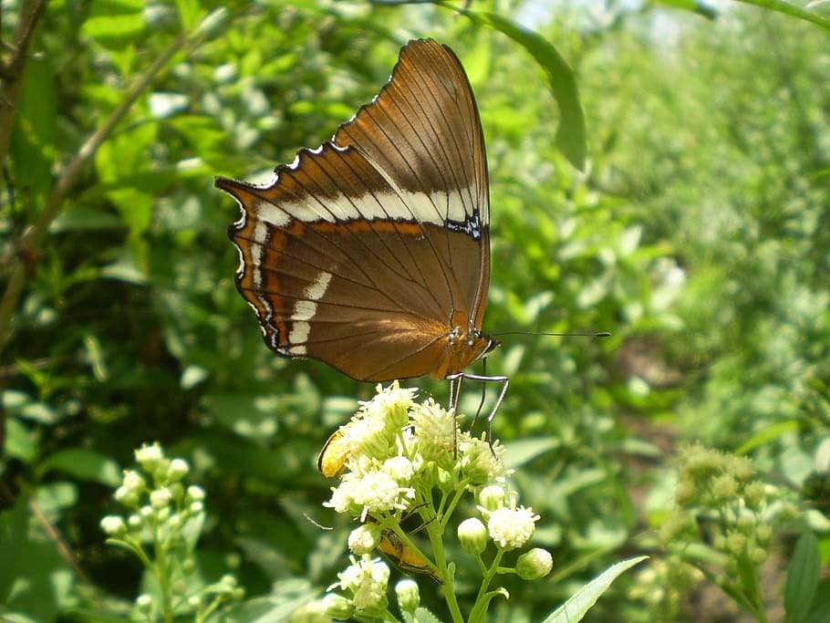 butterfly, large, wings, brown, plant, butterfly - insect, invertebrate HD wallpaper