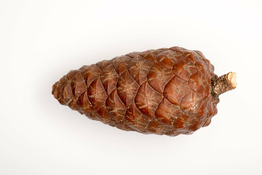 pine cone, macro, needles, forest, cones, scratchy, closeup HD wallpaper