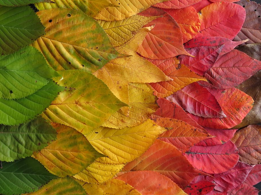 Autumn Leaves, Colourful, fall, rainbow, colorful, fall leaves, HD wallpaper