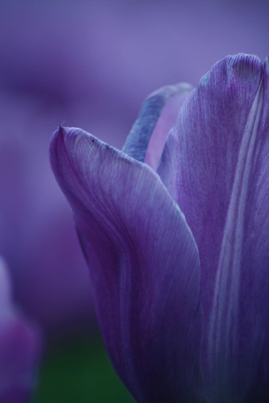 closeup photography of purple tulip flower, spring, spring flower HD wallpaper