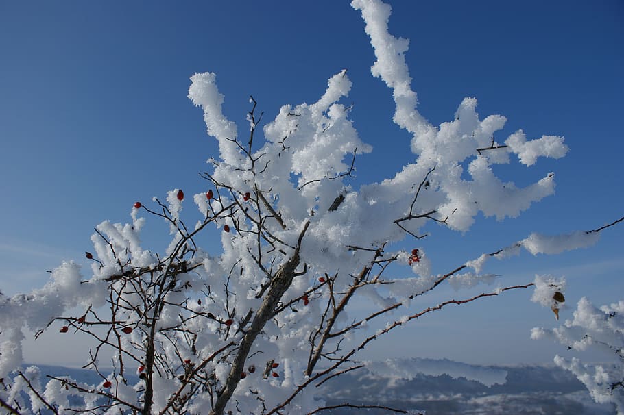 snow, cold, bush, winter, frozen, frost, ice, season, sky, blue HD wallpaper