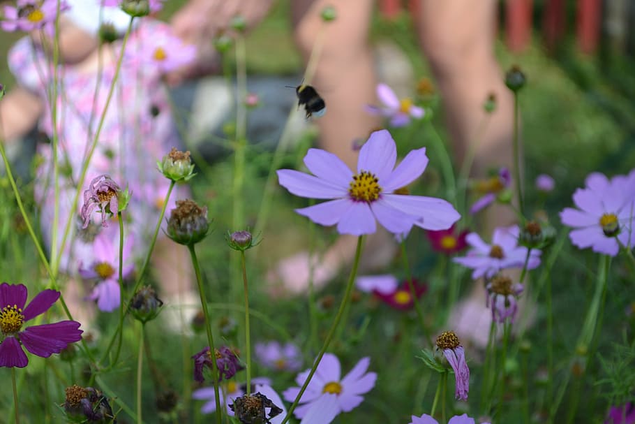 bumblebee, child, flowers, nature, summer, outdoors, meadow HD wallpaper