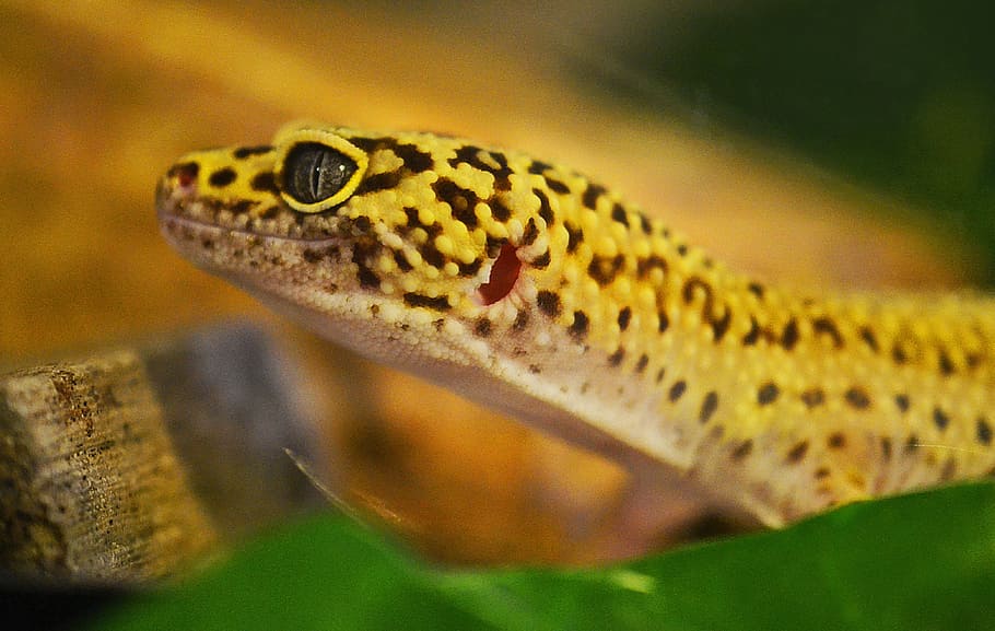 brown and black lizard, Leopard Gecko, Reptile, wildlife, looking, HD wallpaper