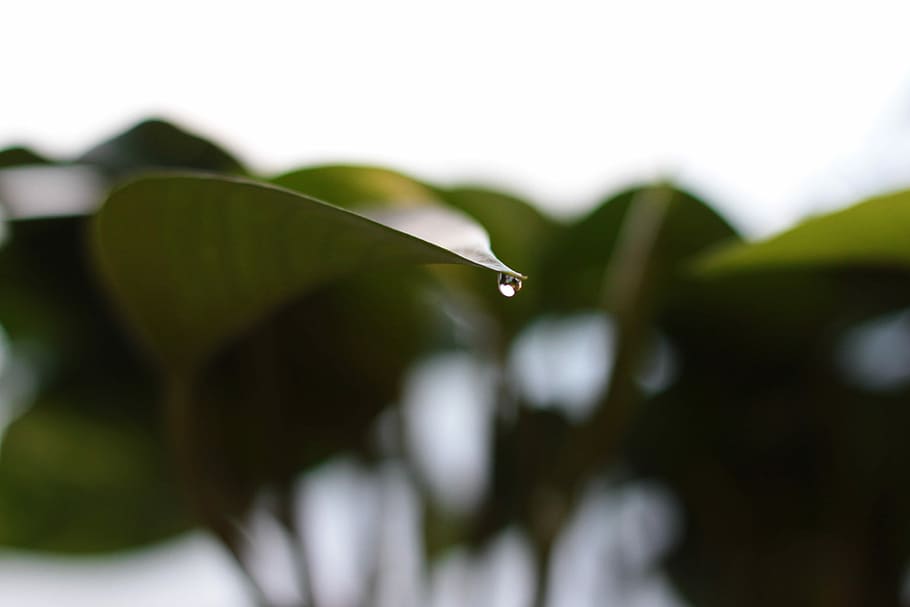 selective focus photography of water dew on top of leaf, tilt shift lens photography of green leaf with water drop HD wallpaper