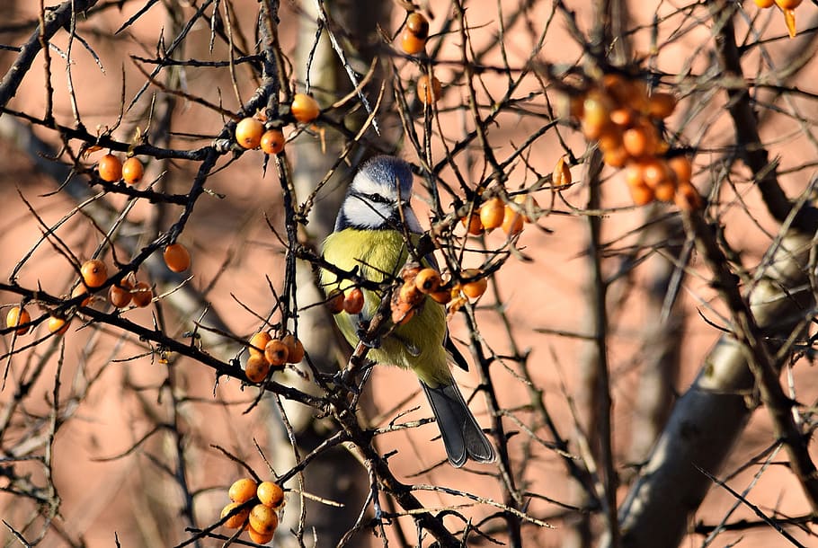 blue tit, chickadee, tree, nature, at the court of, branch HD wallpaper
