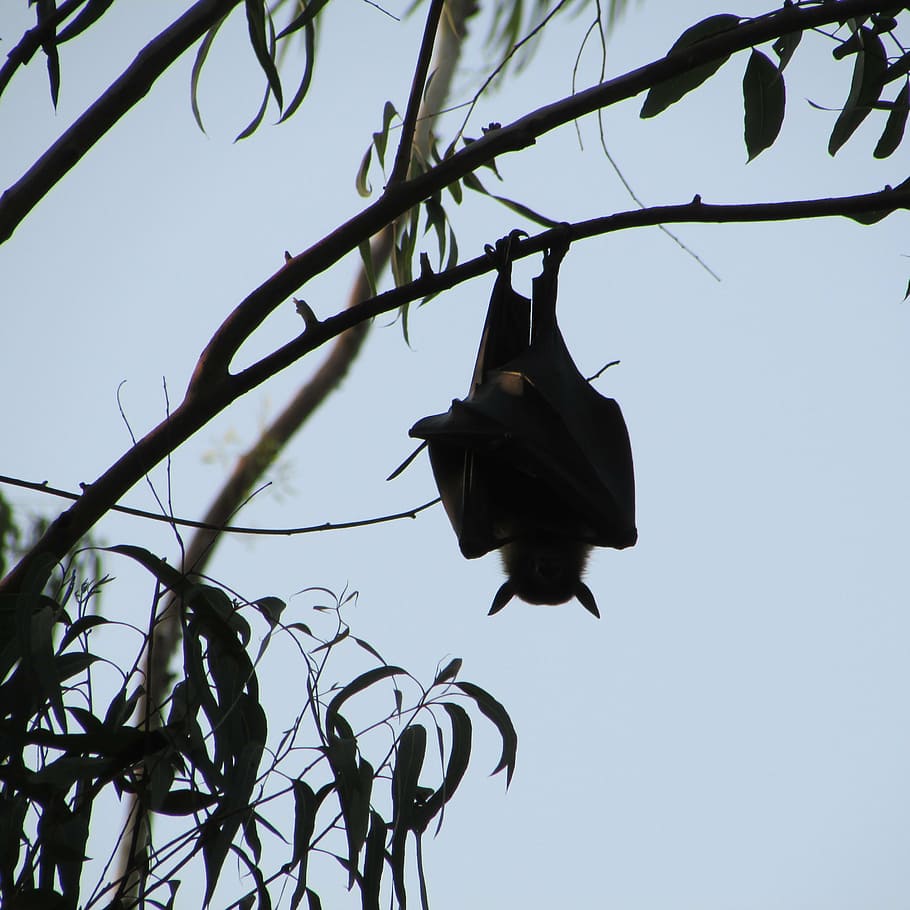 bat in tree branch, dharwad, india, fly, wings, wildlife, dom HD wallpaper