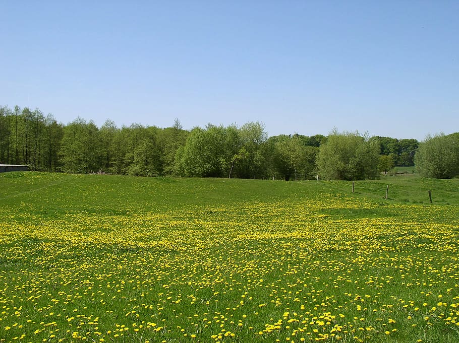meadow, summer, landscape, nature, sky, rest, field, trees HD wallpaper