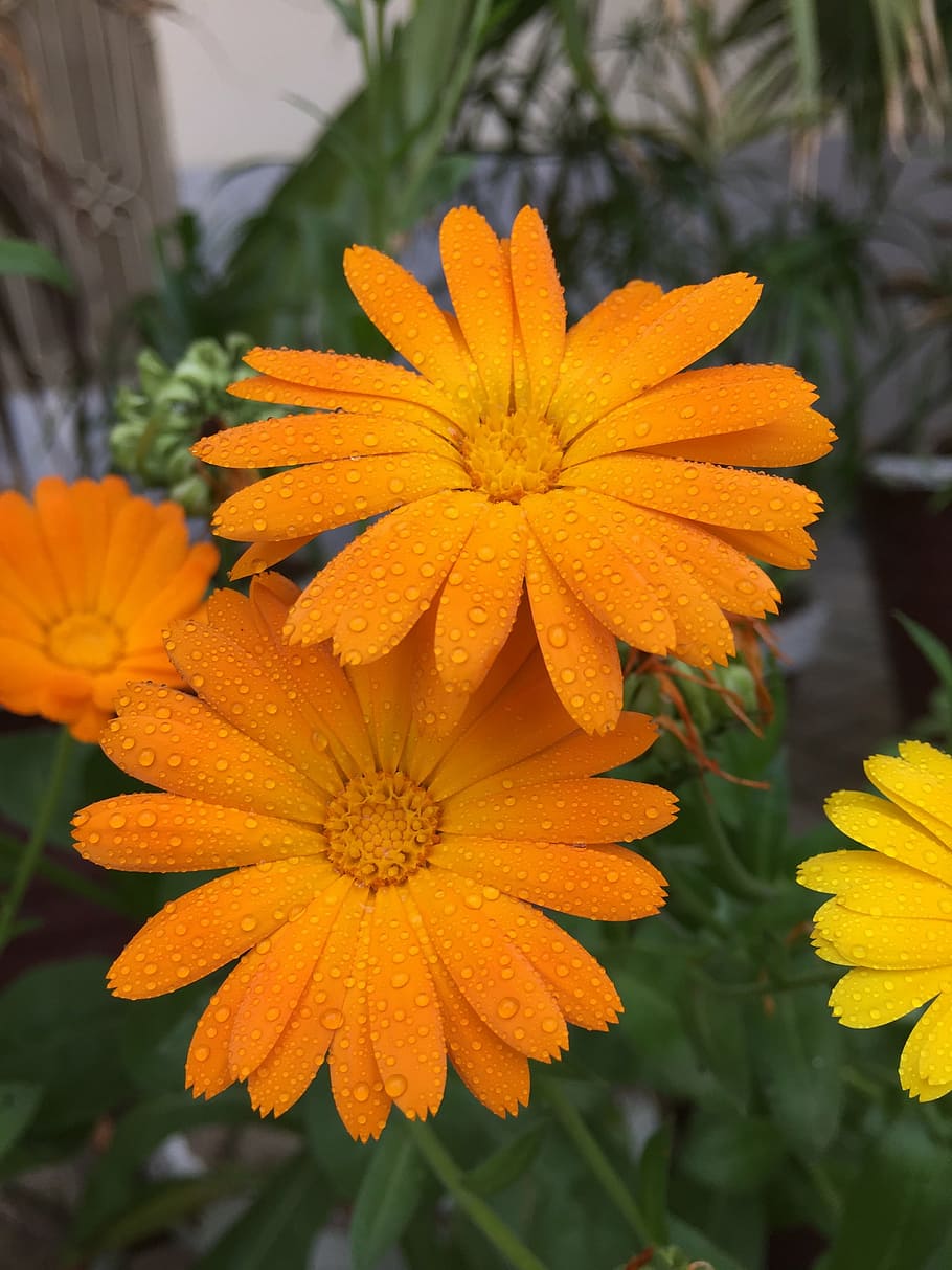 bloom, blossom, dew, flora, floral, flowers, orange, petals HD wallpaper