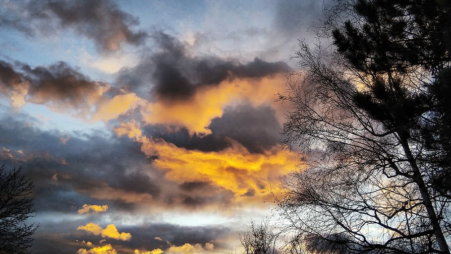 silhouette of trees during sunset, cloud, sky, cloudy, gold HD wallpaper