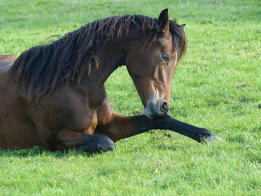 horse laying on grass, pasture, paddock, domestic animals, animal themes HD wallpaper