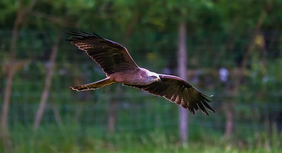 falcon on mid air, kite, prey, raptor, black, bird, nature HD wallpaper
