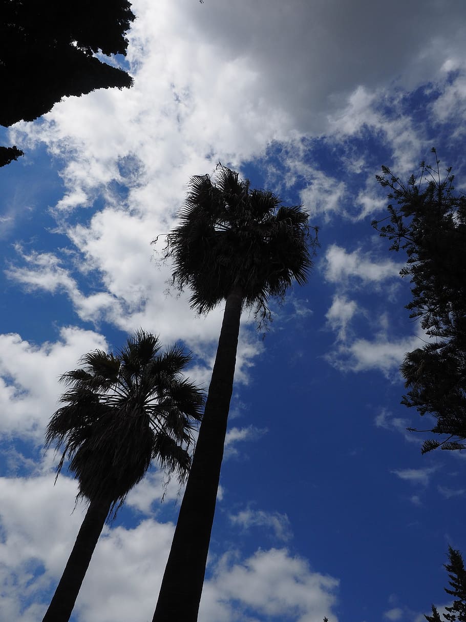 palm trees, strains, long, high, palm trunks, sky, cloud - sky HD wallpaper