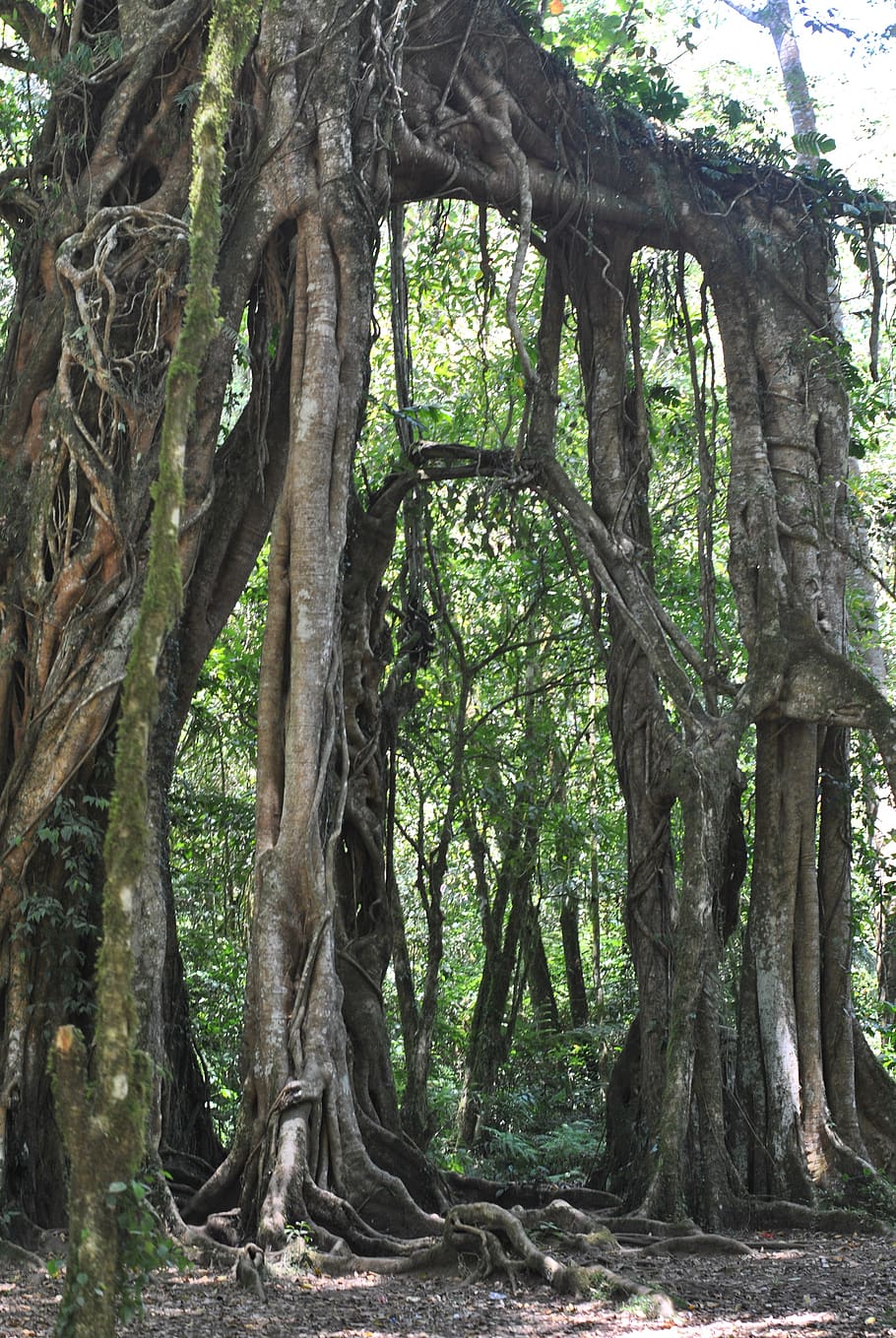 trees, nature, roots, natural, plant, tree trunk, growth, land HD wallpaper