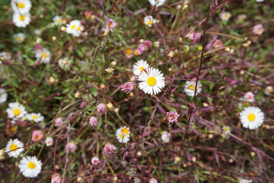 Daisy, Daisies, Flowers, Spring, Nature, bloom, floral, yellow HD wallpaper