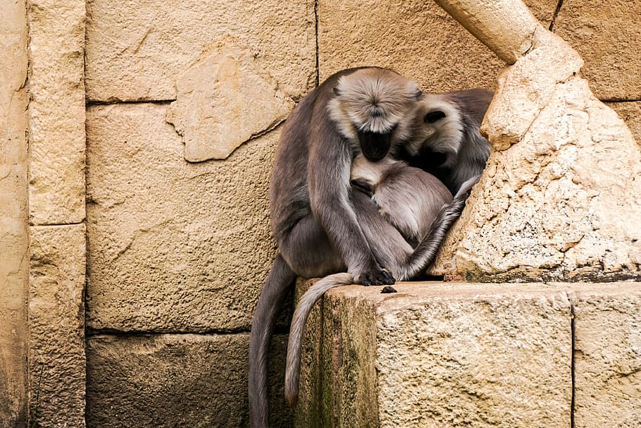 monkey, zoo, cute, hanover, snuggle, hulman-langur, grey, gray langur, HD wallpaper