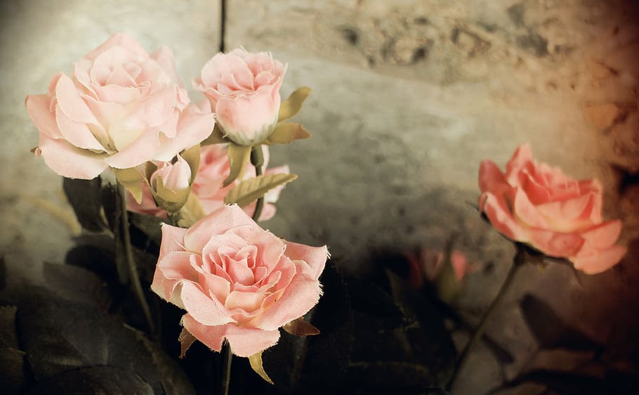 pink petaled flowers closeup photo, roses, romantic, nostalgia