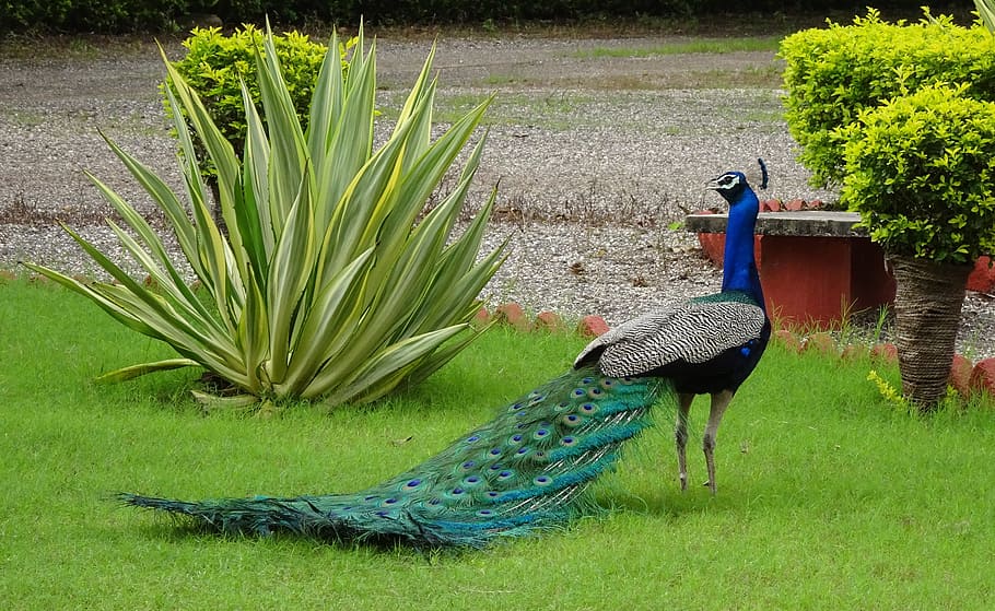 peacock, bird, pavo cristatus, pheasant, phasianinae, plumage, HD wallpaper