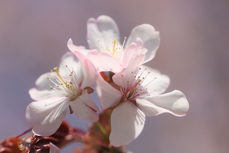 HD wallpaper: sakura, flowers, spring, bloom, tree, nature, japanese ...