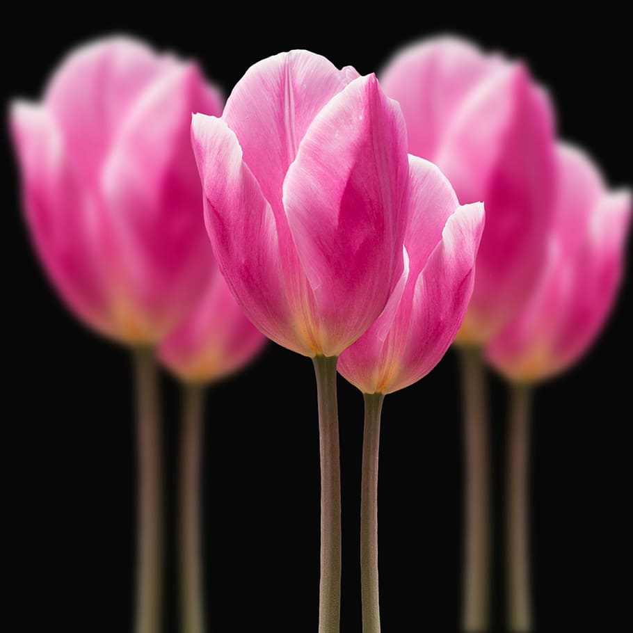 shallow focus photography of flowers, tulips, blur, spring HD wallpaper