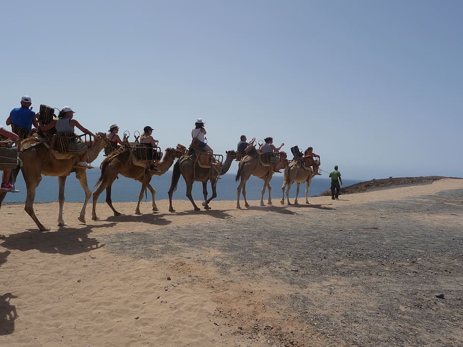 caravan, camel, desert ship, ride, transport, dromedary Camel HD wallpaper