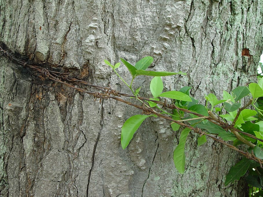 contrast, green, barbed, tree, trunk, injury, popular infruence HD wallpaper