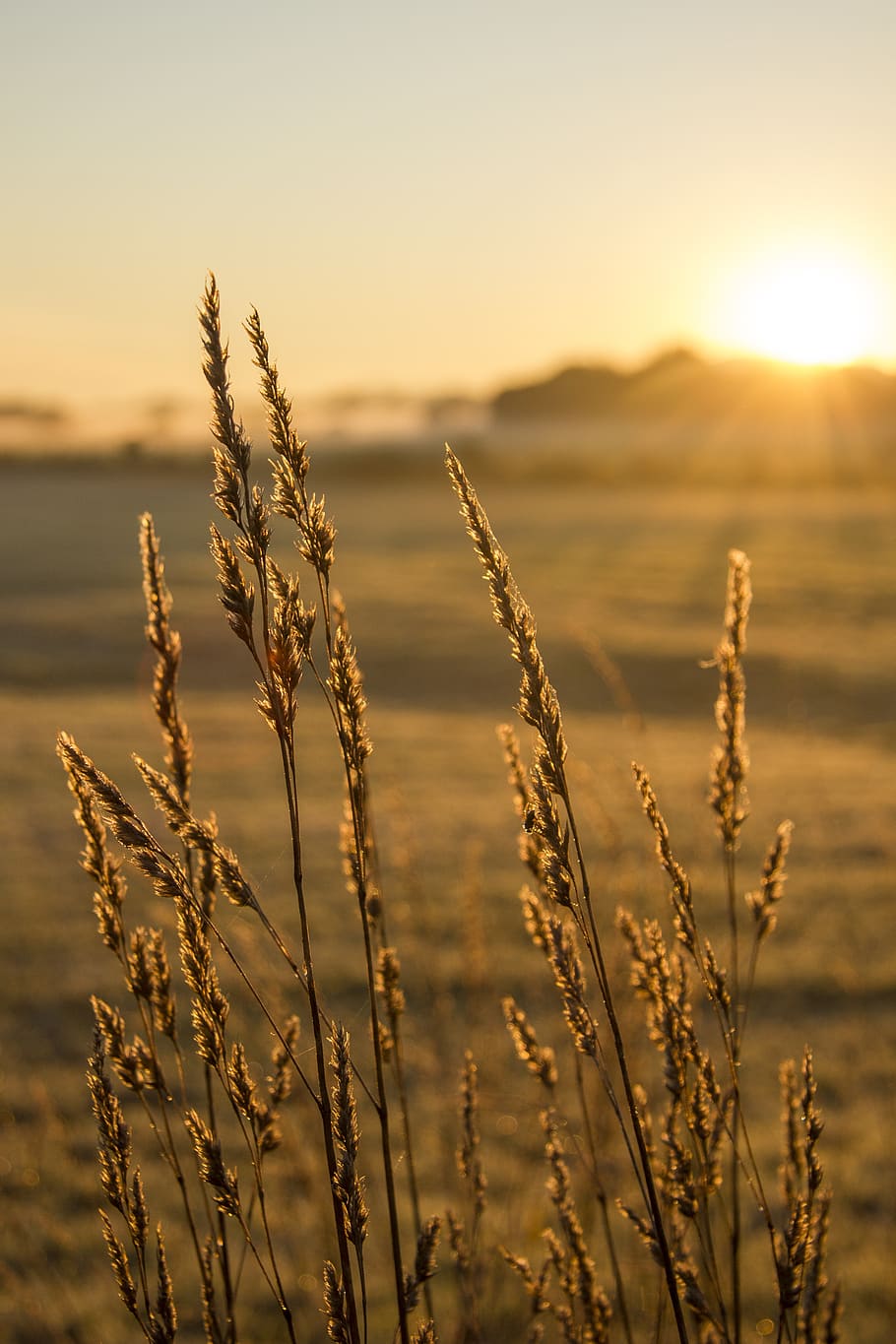 field, sunrise, halm, dawn, morning hour, fog, sunset, sky HD wallpaper