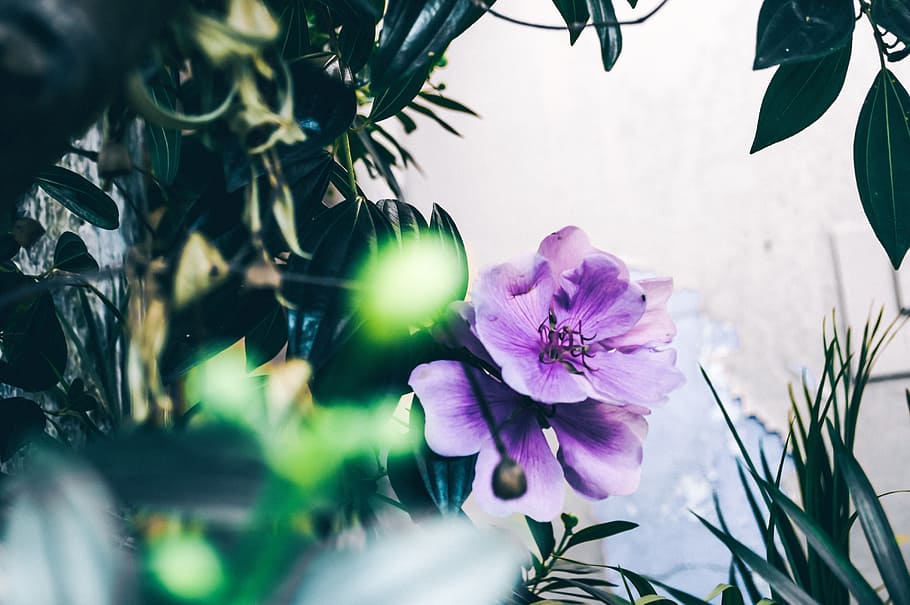 purple rose flower, beautiful, bloom, blooming, blossom, blur HD wallpaper