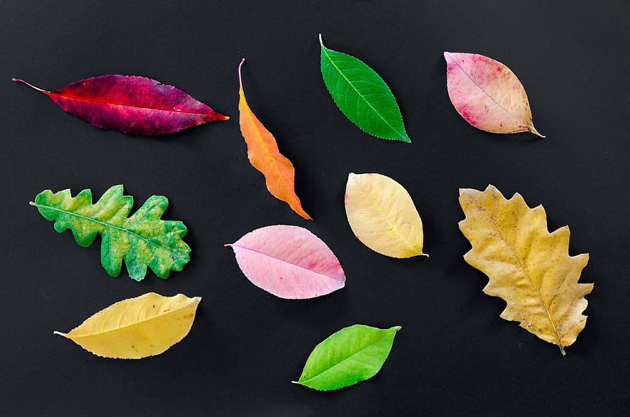 ten assorted-color-and-shape leaves on black surface, autumn, HD wallpaper