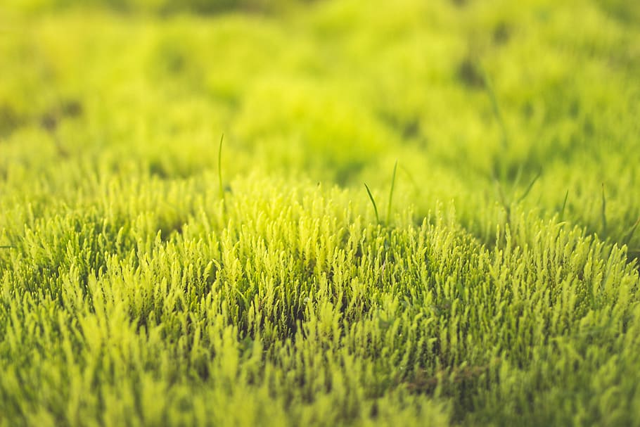 green, grass, field, nature, green color, selective focus, environment HD wallpaper
