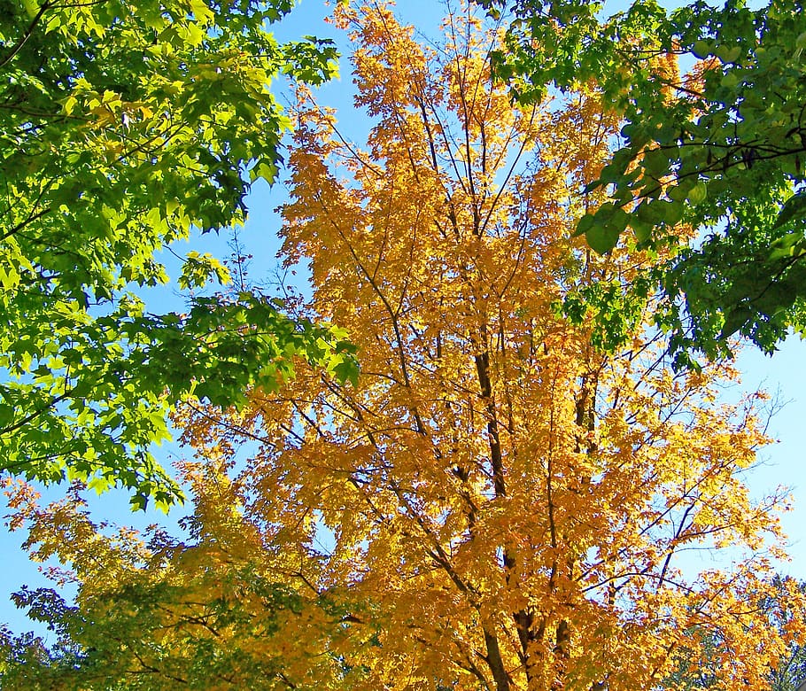 autumn, fall, maple, tree, leaves, yellow, green, plant, low angle view HD wallpaper