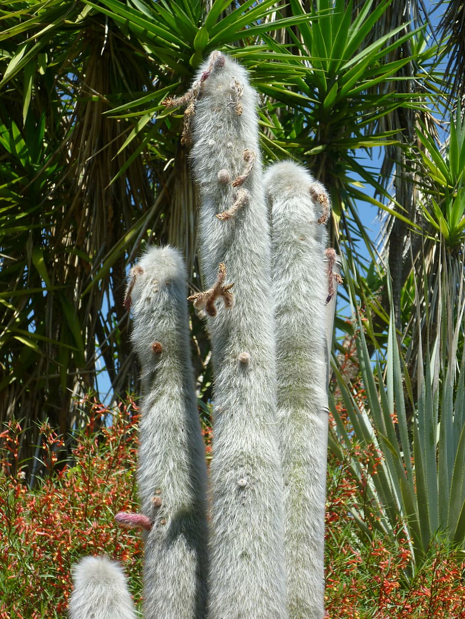 cactus, spur, animal themes, plant, mammal, vertebrate, animal wildlife HD wallpaper